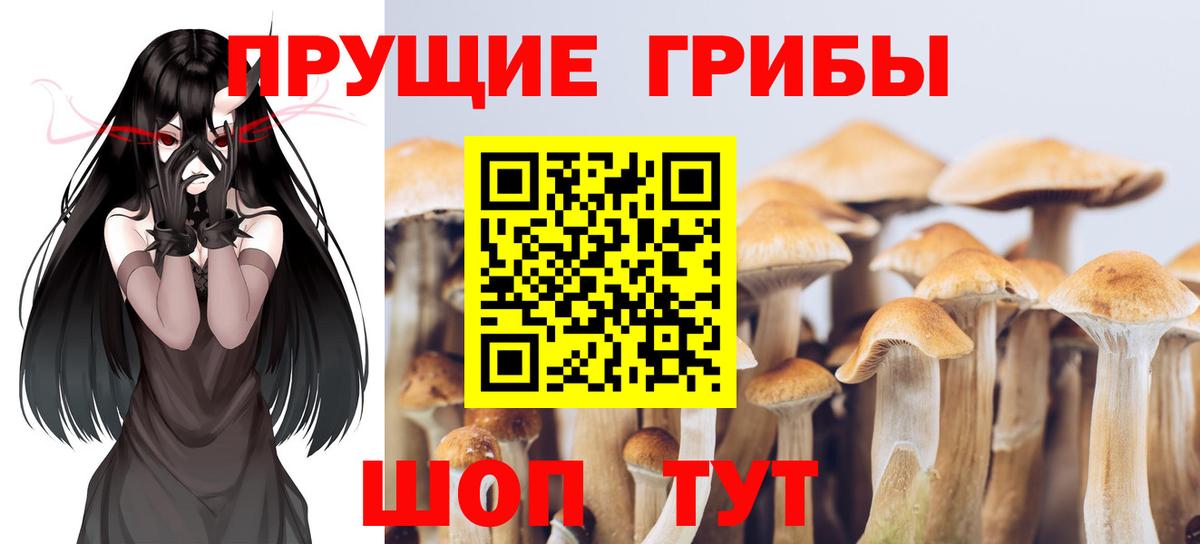 Псилоцибиновые грибы мухоморы  Псилоцибиновые грибы Magic Shrooms  цены наркотик  Новозыбков  Вход с VPN 